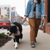 Photo of dog with leash