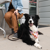 Photo of dog with leash