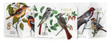Trio of Field Notes notebooks with bird illustrations