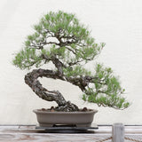 Bonsai Tree