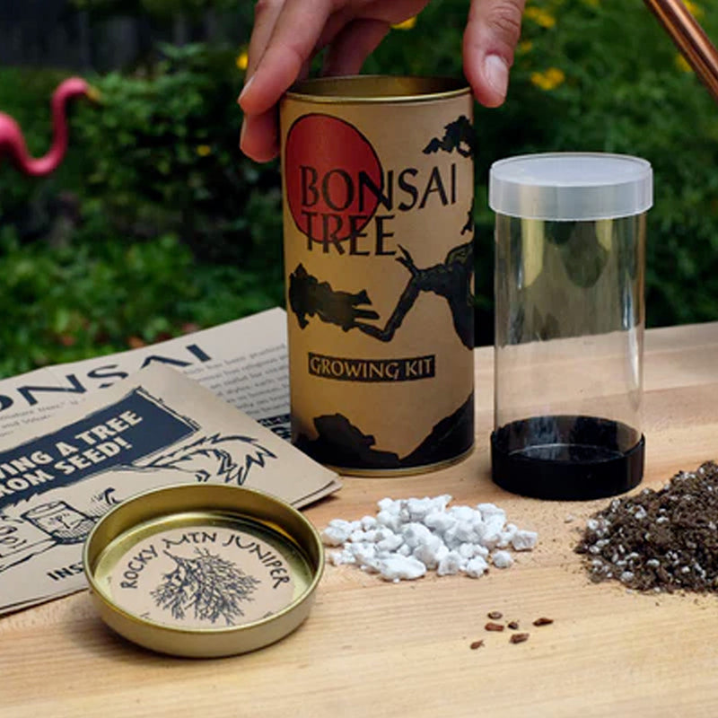 japanese maple bonsai tree kit Bonsai Kit