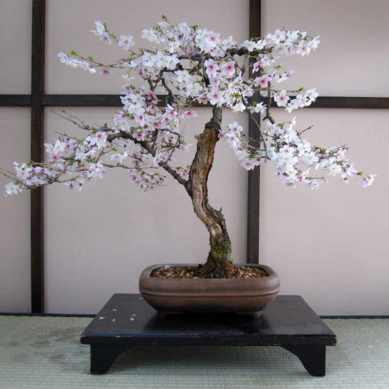 bonsai cherry blossom tree The Jonsteen Company Bonsai Tree Grow Kit