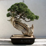 Japanese Rocky Mountain Juniper Growing Kit