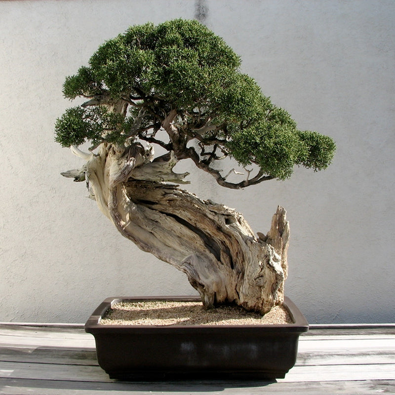 Japanese Rocky Mountain Juniper Growing Kit