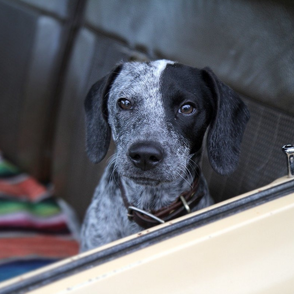 Dog Wearing Collar